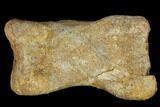 Carcharodontosaurus Phalange (Toe Bone) - Morocco #116845-2